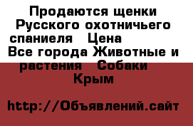 Продаются щенки Русского охотничьего спаниеля › Цена ­ 25 000 - Все города Животные и растения » Собаки   . Крым